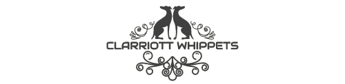 Reputable Whippet Breeder