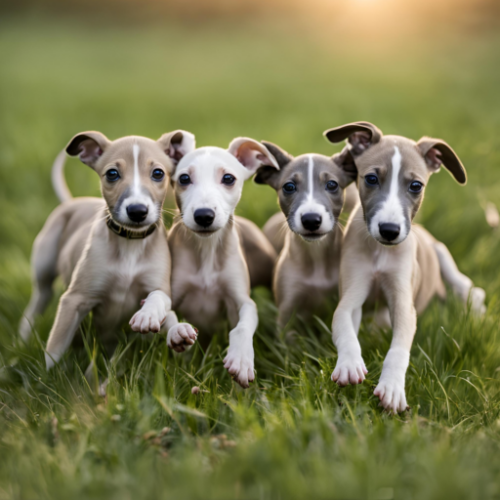 About Whippets