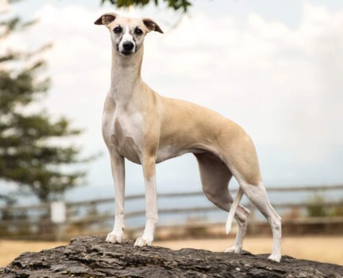 AKC Whippet Breeder Dogs