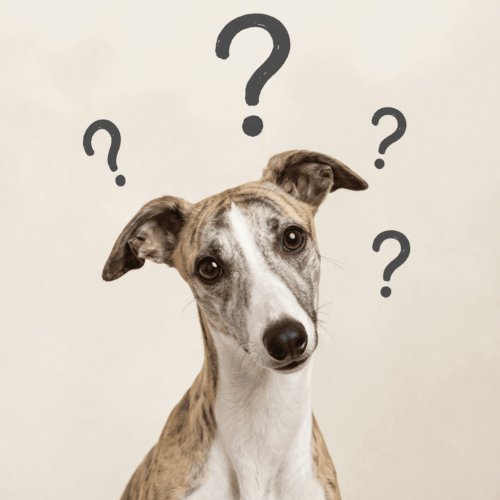 whippet faq common questions about whippets