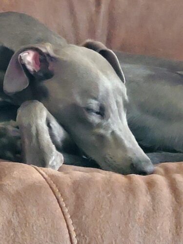 Adult Whippet relaxing on couch indoors