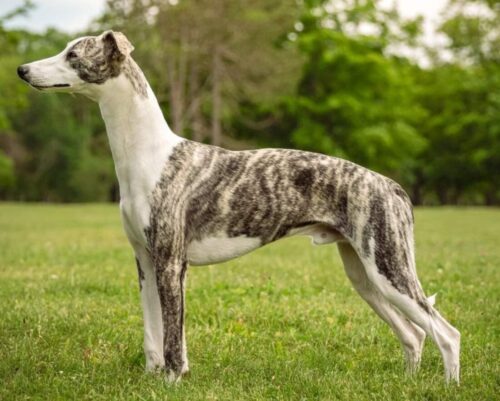 Adolescent Whippet learning training outdoors