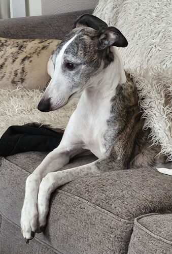Healthy adult Whippet laying on the couch