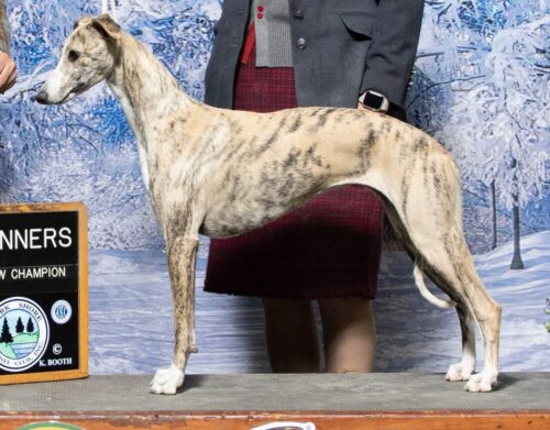 Young Whippet in WInners photo at show